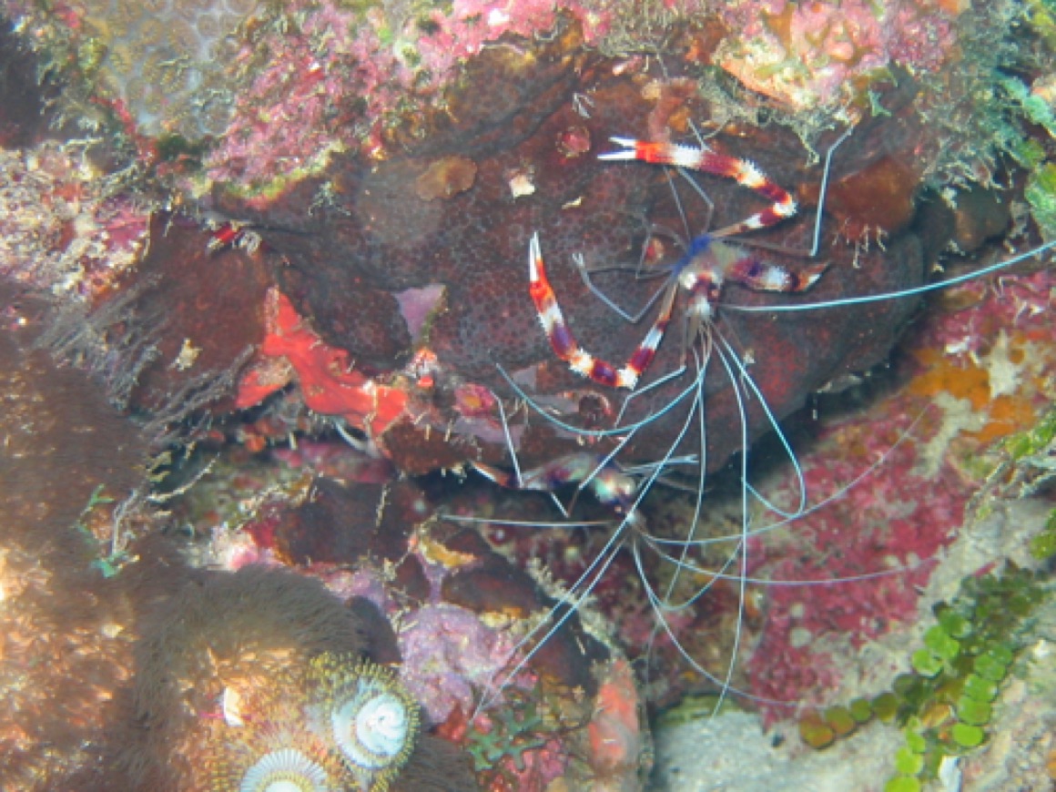 Banded shrimp